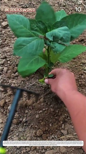 Plant Cultivation: How Hand Rake Transforms Soil into Planting Ready