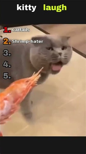 Purr-fectly Hilarious Cat Fails You NEED to See! #cat #funny #funnycats #cute #pets