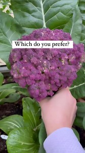 "Are you a Snapper, Snipper or Slicer?" @firsttrueleaves using the Peach Secateurs and Stainless Steel Hori Hori Garden Knife from Hoselink to harvest her various veggies with ease 🌿🥦 Shop our range of Gardening Tools here: http://tinyurl.com/yc2fcm7a | Hoselink Australia
