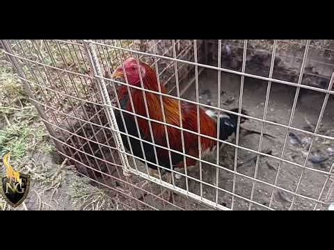 A special dedication to Janor Duarte and Traba, their family, and all their fans.