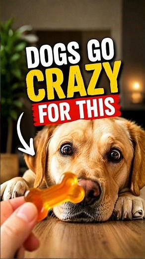 Homemade Bone Broth Dog Gummies 3 Ingredients! 🐶 #dogtreatrecipe #dogtreats