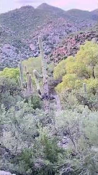 Walk with me to Sabino Canyon #nature #arizonaskies #travel #arizonatrail #canyonpoint #hiddengems n