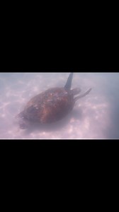 We swam with a giant loggerhead sea turtle off shell island! The video doesn’t do it justice how big she was!! Join us on a tour you never know what we will see! #fypシ゚viralシ #fypシ #DolphinCruise #familyvacation #Summer2025 #ecotourism #PCB #seaturtles #snorkeling #adventure | Shell Island Dolphin Tours LLC