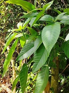 LIPA. 😊🌿 #msdaloivlog 📍 Province Of Marinduque. 💚 | Ms Daloi