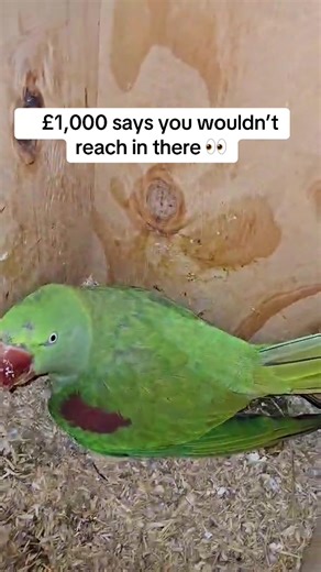 POV: you checked the next nest box at the wrong time… 😳🦜 This Alexandrine parrot was sat peacefully on eggs… the owner looked over into the next box and nearly lost a hand hand 😂 Breeding season turns these parrots into absolute dinosaurs. One second calm… next second full attack mode.