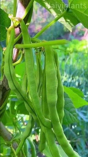 🌱🥗 The joy of growing Fortex climbing beans#beans #seeds #planting #gardening #vegetables #food