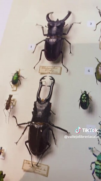 Los colores de la naturaleza: El diccionario de Patrick Syme
