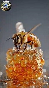 🍯 The Secret World of Honey & Honeybees | Amazing Facts#Honey#HoneyBees#Beekeeping#viral#foryou