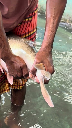 Nature's gift, carefully collected—bighead fish eggs in hand today.❤️