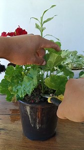 443K views · 2.6K reactions | Geranium Propagation in Easy Way  #geranium #gardening #garden #plants #reels #trendingreels #facebookviral #facebookreel | Gardening Ideas | Facebook