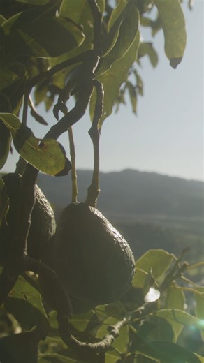 Inside every California Avocado is a story. When you open one of these precious fruits, you’re revealing more than creamy, buttery goodness. You’re unveiling the result of all the best parts of California coming together in one small, green package: the passionate, local growers. The idyllic climate. The love of the land. Read more: https://bit.ly/3X08ds4 | California Avocados
