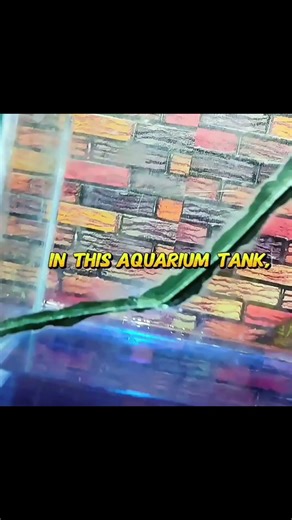 restore old fish tank #aquarium #fish