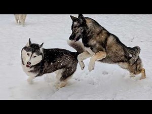 My Husky Playing the FIRST Snow of the Season!