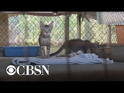 29 cats fatally mauled by 2 dogs at Alabama shelter
