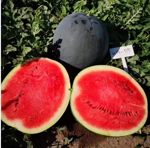 [Hot Item] Large Size Black Watermelon Seed Hybrid Watermelon Seeds Price