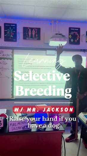 Taj Mahal (🧪Mr. Jackson) on Instagram: "Your dog is basically just a customized wolf 🐺⏭️🐩 Today we talked about how humans literally shaped species through selective breeding 🔬🥦🐄 and I grabbed their attention by relating the lesson to man’s best friends 🐾❤️ Dogs exist because humans saw wolves and said: “Let’s keep the fluffy one.” 😭🐶 #selectivebreeding #mansbestfriend #genetics #fyp #rappingwithmrjackson #teachersoftiktok #scienceteacher #blackteacher #teacher #teachersofinstagram #tea
