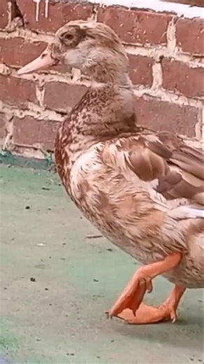 Ducks sleep with one eye open to survive #Ducks