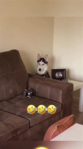 Talking Animals: Hilarious Voiceovers of Pets