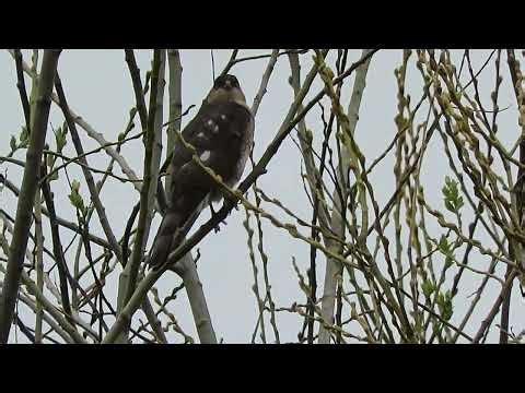 03/21/26 O+ Sub Adult Sharp-Shinned Hawk Kent Wa 8023-170