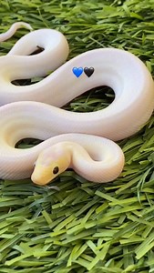This leucistic Colombian rainbow boa at @goldencoastexotics has heterochromia - two different colored eyes! 💙🖤 TRR is made possible by @chewy #colombianrainbowboa #epicratesmaurus #reptile #herpetology #thereptilereportofficial | The Reptile Report