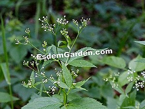 Família Apiaceae / Apiaceae, Umbelliferae 🌿 Tudo Sobre Jardinagem E Projeto Do Jardim - 2025
