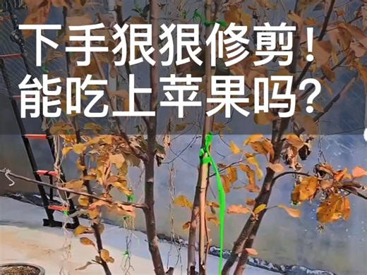 咔咔咔…全咔掉苹果树！