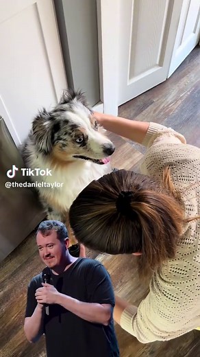 I can’t with the trots #fyp #miniaussie #shanegillis