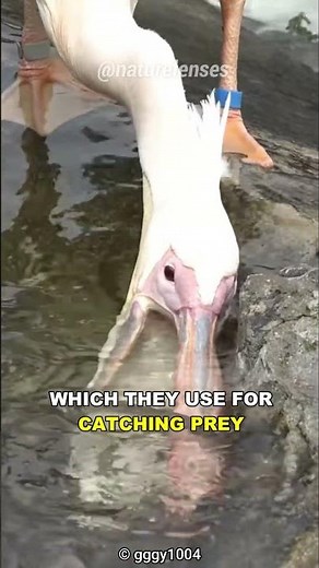 Pelicans Will Eat Anything!