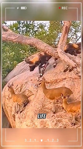 2.1K views | The fierce wild dogs encountered the clever antelopes. #wildanimals #animals #foryou | Survival Builder | Facebook