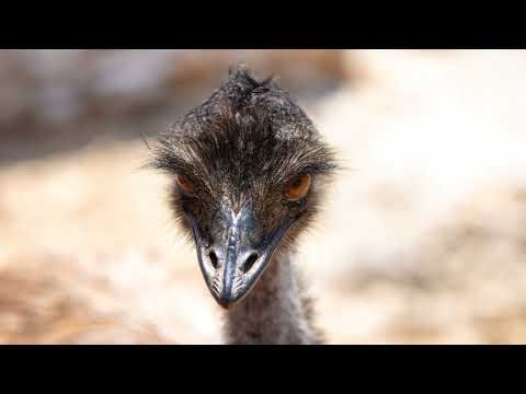 War Against Emu's?