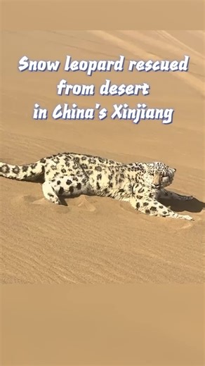 A female snow leopard was rescued after wandering into a desert in China's Xinjiang. Usually found in high mountains, the animal likely got lost chasing prey. #SnowLeopard #WildlifeRescue #Xinjiang #Nature
