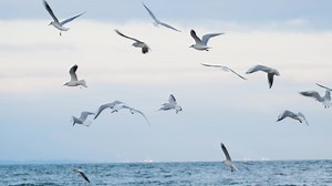 Download seagulls on the autumn sea beach for free