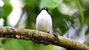 European pied flycatcher singing (Ficedula hypoleuca) Europe, Palearctic, Africa. | BIRDS & Nature
