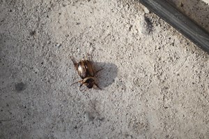 Wing it: The Buzz about June Bugs