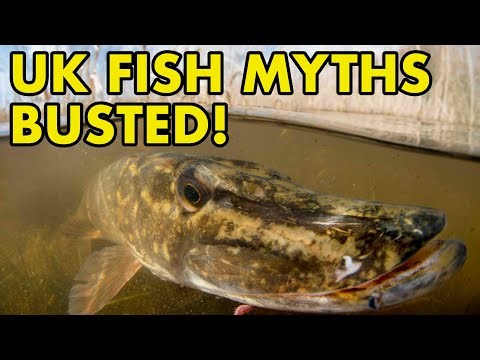 Myth-Busting Fish Tales: What’s Real and What’s Not