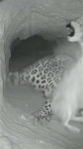 CHEETAH WAS OUTNUMBERED! 😱 Rabbit squad strikes back