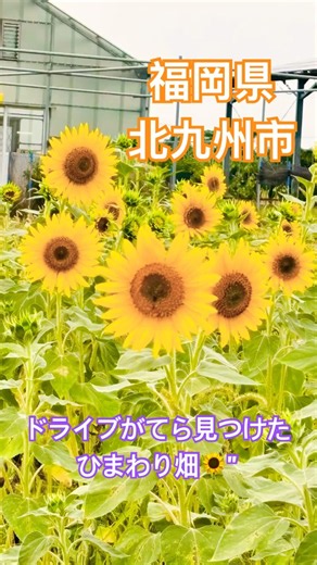 【福岡県北九州市若松区】#九州旅#福岡県#ひまわり畑 #ひまわり#夏の花#北九州市#観光#ドライブ #子なし夫婦
