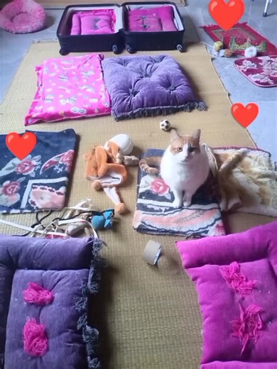 The Purr-fect Cattery Fantastic Vibes 🐾✨🤍❤️💚🧡🌈🎀🐾🌟✨#petlover #cattery #cathotel #catboarding #cat