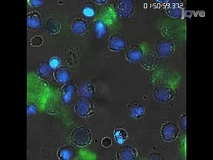 Neutrophil Extracellular Traps (NETs) Visualization