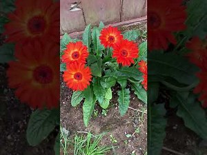 HOW TO CARE FOR GERBERA DAISY TO AVOID WILTING