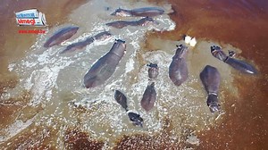 69K views · 2.7K reactions | After over a year of desperate waiting, the Okavango floodwaters last week finally reached the Nxaraga hippo pool VIDEO: Bashi Kikia & Thalefang Charles #NokaYaTshela #okavangodelta #Okavango2020 #hippos | Mmegi | Facebook