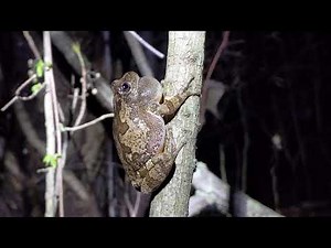 Gray tree frog mating call