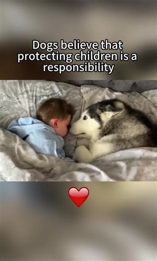 Husky Protects Babies: Funny and Cute Moments