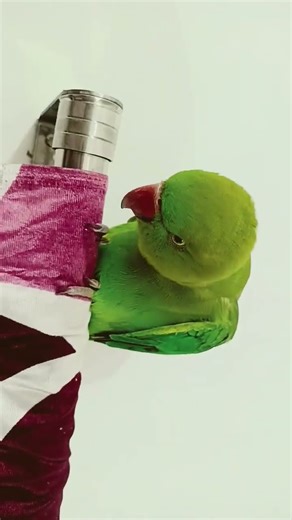 do bado do do dooo#parrot#shorts