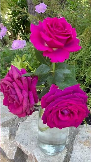 Watch my personal growing review of hybrid tea rose ‘Belles rives’ (Stiletto Rose,Meizolnil) NOW