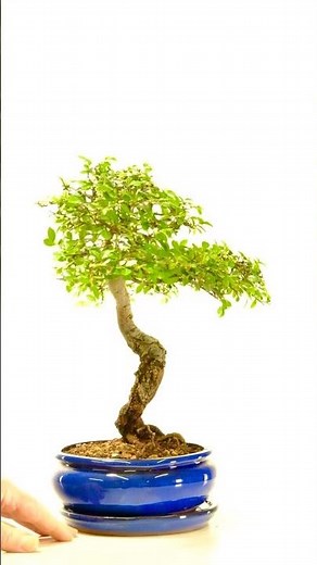 Mature Cork Bark Elm Bonsai Tree | Sensational Twisting Design - 16 years
