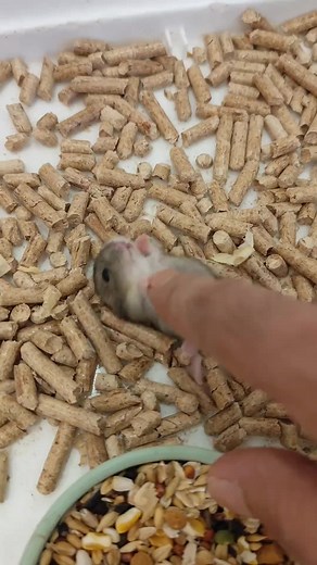 Adorable Baby Hamsters Compilation