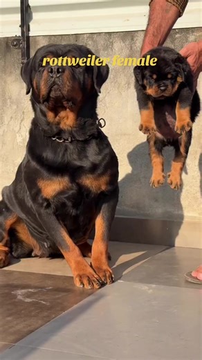 Adorable Rottweiler Puppy Compilation