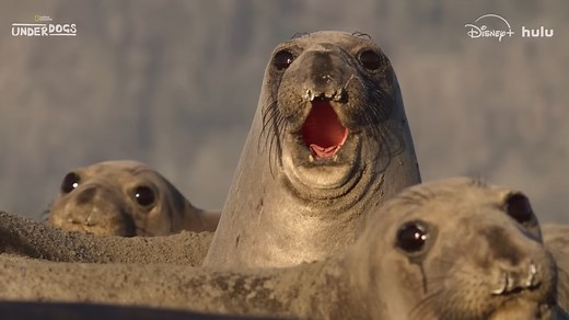 Underdogs | Official Trailer | National Geographic