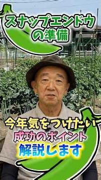 家庭菜園や農園のスナップエンドウ栽培で2026年に気を付けたい成功の秘訣！【農家直伝】#shorts